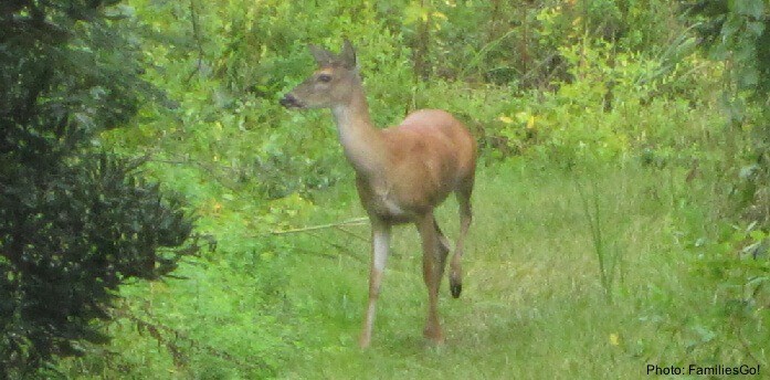 A deer at the pine island sanctuary, outer banks