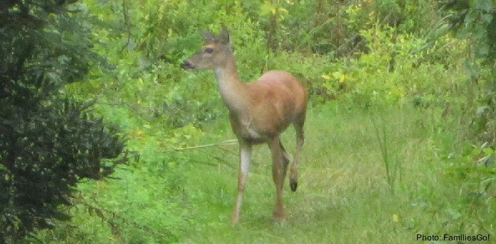 a deer at the pine island sanctuary, outer banks
