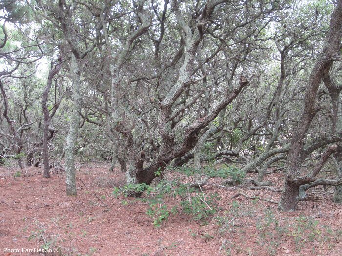 eerie live oaks at pine island preserve, outer banks