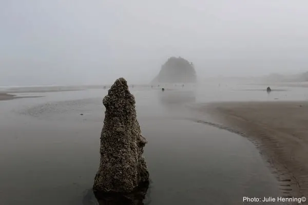 neskowin is an often-foggy beach with interesting rock formations that should be part of any oregon coast road-trip itinerary.