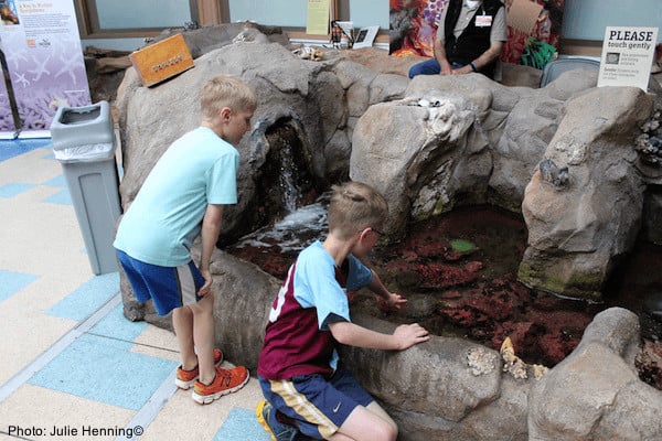 Kids explore touch tanks a the aquarium in newport, oregon
