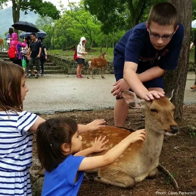 the deer in nara park, japan