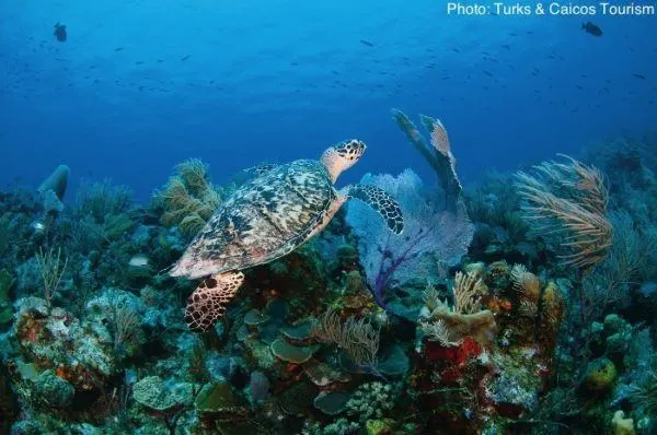 a turks and caicos turtle swimming under water. 