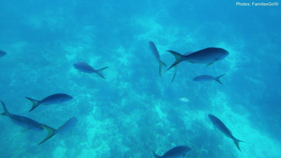 guadeloupe has great snorkeling