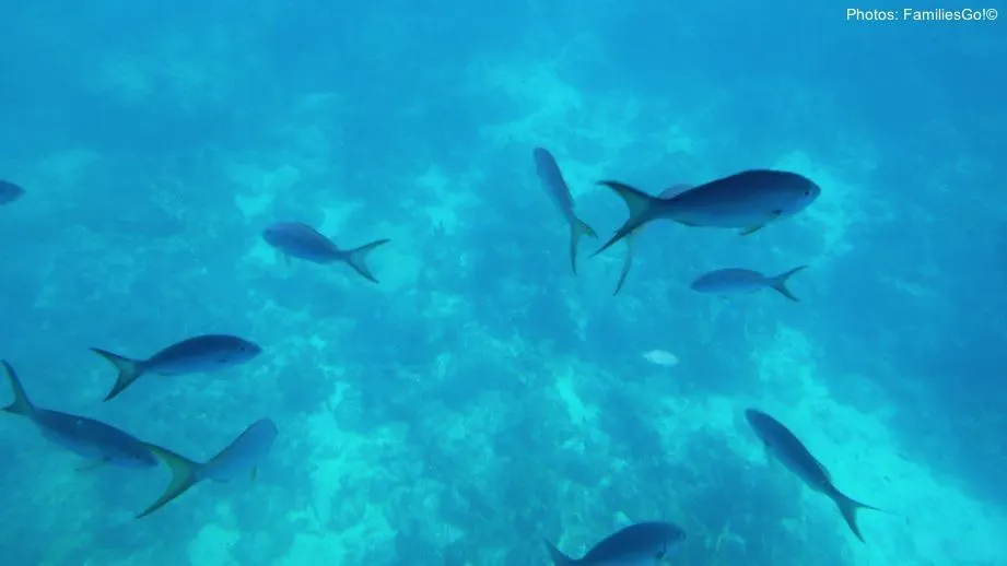 Guadeloupe: Unique Resorts + Amazing Things To Do With Kids Guadeloupe has great snorkeling