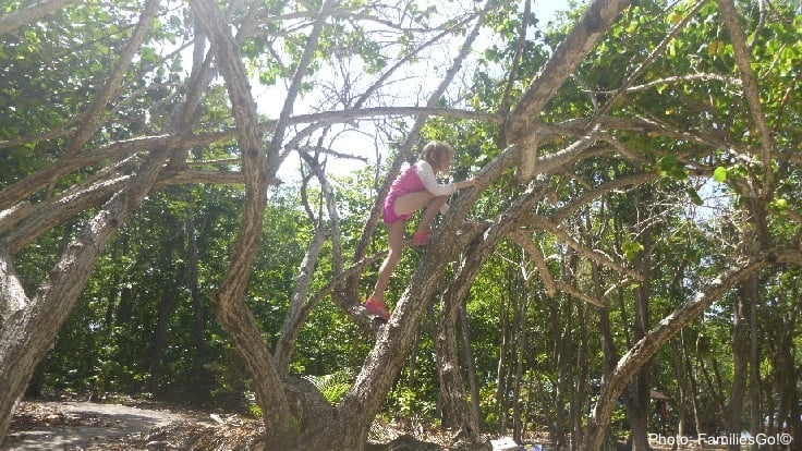 isle gossier has great trees for climbing