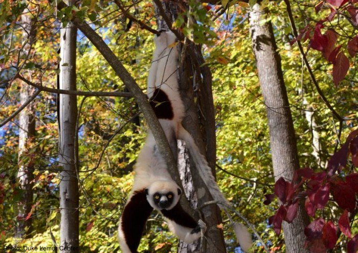 Lemurs in north carolina