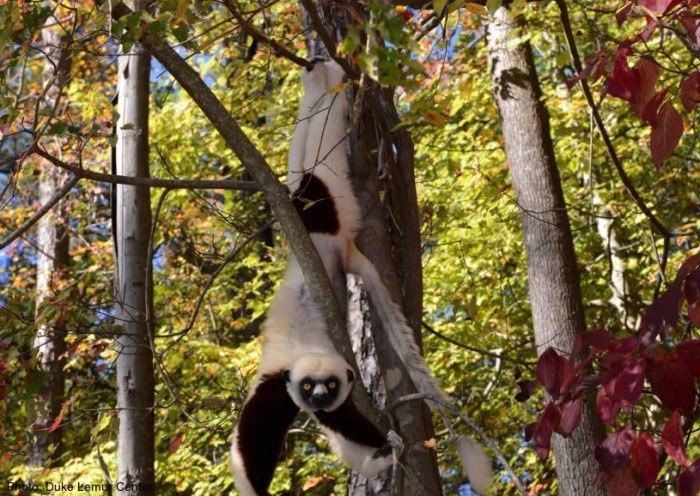 lemurs in north carolina