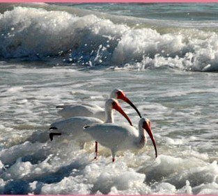Wild birds on marco island, paradise coast
