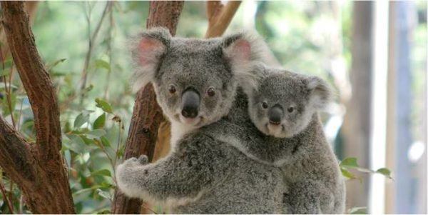 Koala encounters are a must when you visit australia