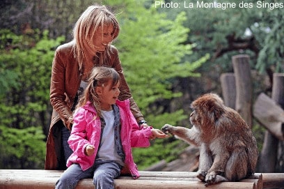 La Montagne Des Singes Is A One-Animal Zoo In France: It'S All About Monkeys.