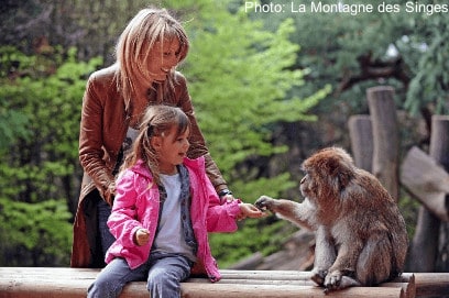 la montagne des singes is a one-animal zoo in france: it's all about monkeys.