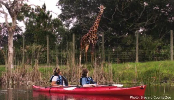 kayaking past giraffes at brevard county zoo