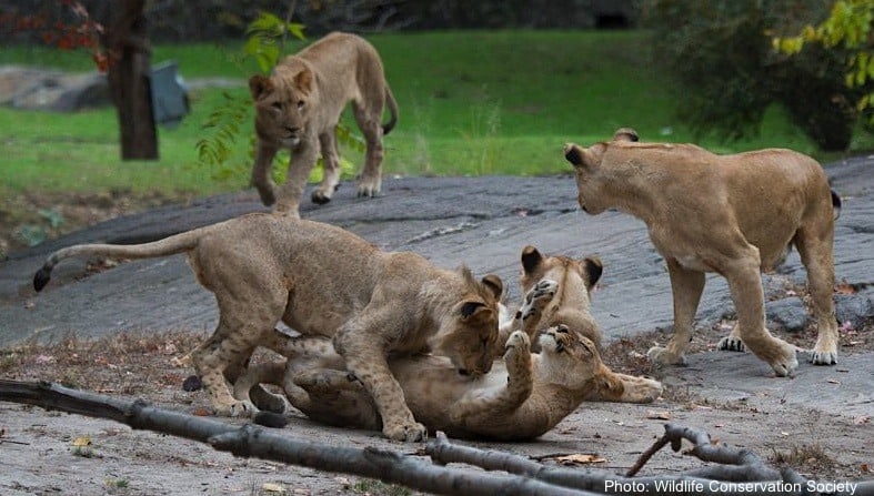 Animals play at the bronx zoo