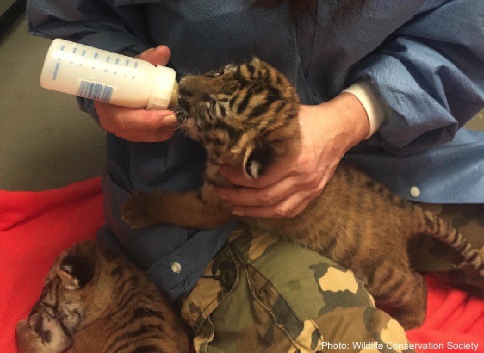 A new bronx zoo baby