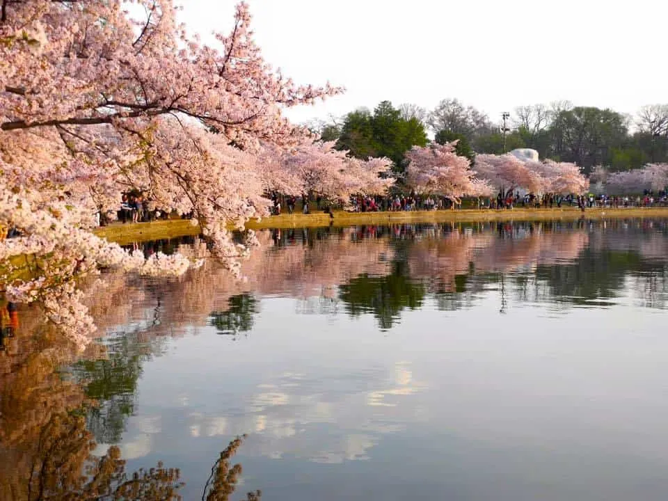 cherry blossoms on the tidal basin in washington, d.c, are one of nature's best flower shows.