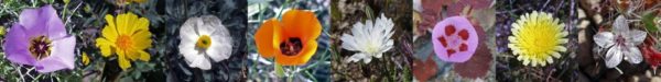 A selection of the blooms you'll see when spring wild flowers grow in death valley.
