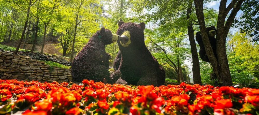 Topiary brown bears high in trees and amid beds of flowers at the dollywood flower & food festival