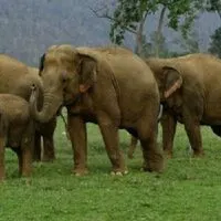 the elephant nature park in thailand is more than a zoo