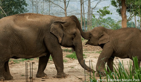 elephants at the nature park in thailand; better than a zoo