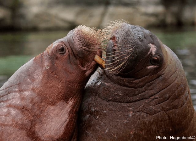 Walruses at hagenbeck zoo