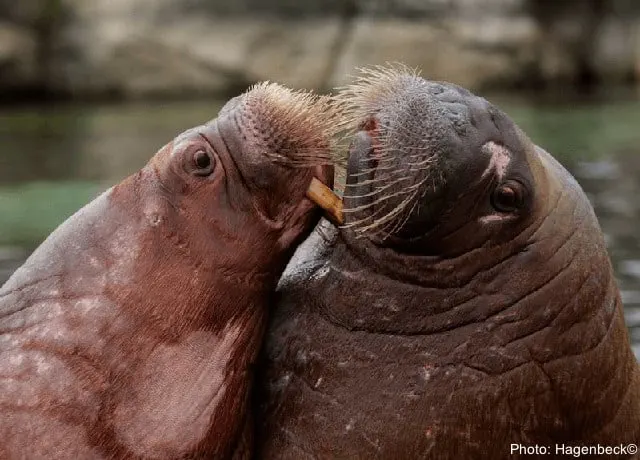 walruses at hagenbeck zoo