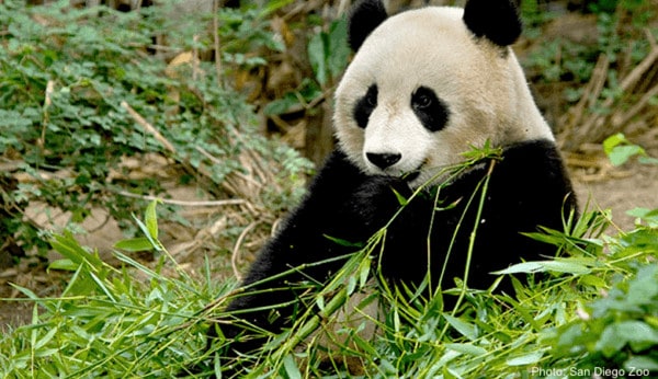 A panda at home at the san diego zoo