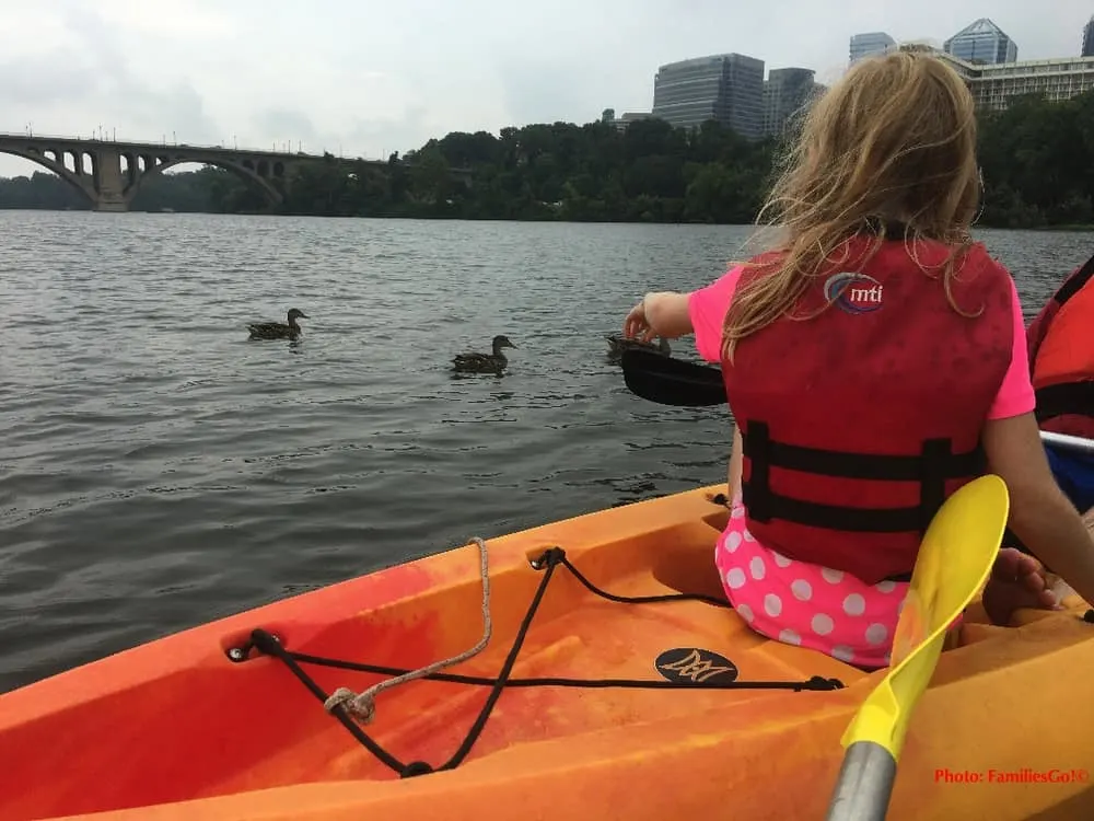meeting ducks while kayaking on the potomac