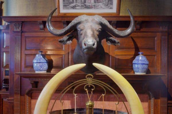 Sagamore hill is a great nyc staycation activity because of roosevel trophy's like these giant tusks.