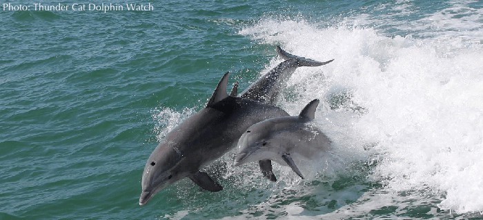 Dolphins jump in the wake of the thundercat off the new jersey coast.