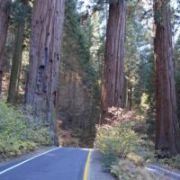 sequoia national park is full of natural wonders