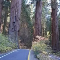 sequoia national park is full of natural wonders