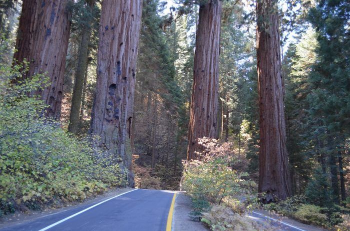 sequoia national park is full of natural wonders