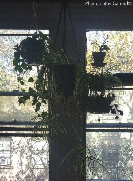 Shade your plants to help them retain moisture while you're on vacation