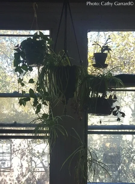 Essential Vacation Care For Plants Shade your plants to help them retain moisture while you're on vacation