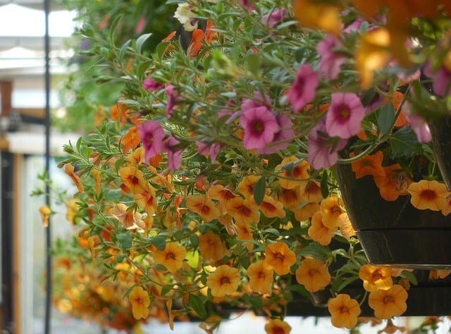 Healthy flowers pouring from a pot