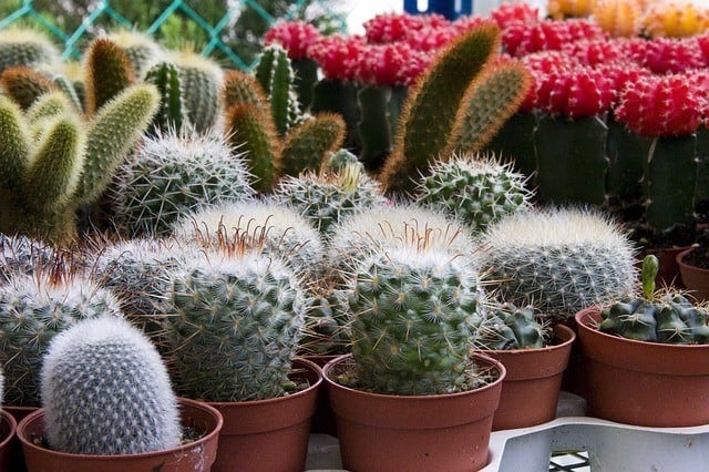 Cactus plants keep well while you are on vacation