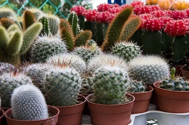 cactus plants keep well while you are on vacation