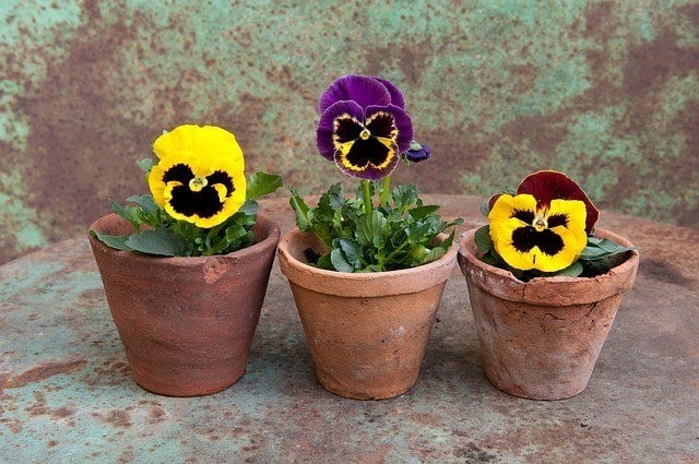 Trim flowers off plant before you go on vacation