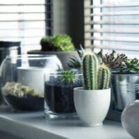 cluster plants for easy care when you are on vacation
