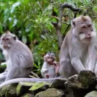 ubud monkey forest in Bali