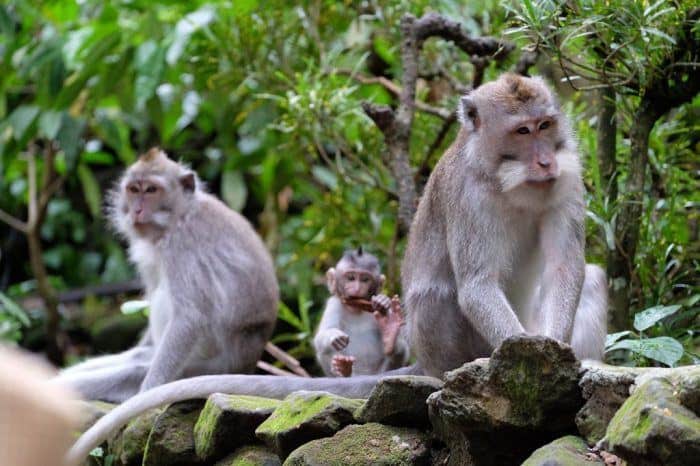 ubud monkey forest in Bali
