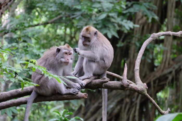 Sacred monkey forest, ubud, bali