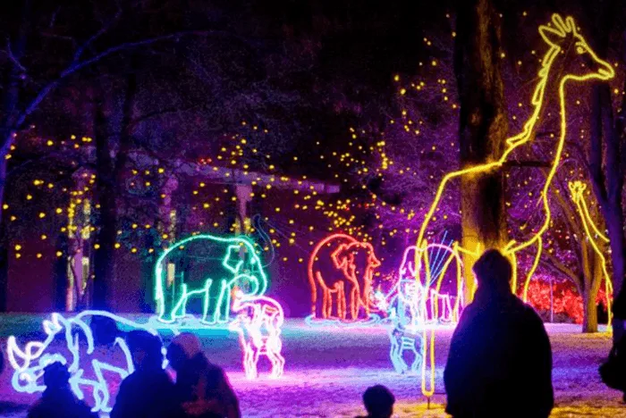 the denver zoo lights up with neon outlines of animals at christmastime