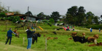 at teh corso dairy farm in costa rica kids can eat ice cream, observe jersey cows grazing or romp at a playground