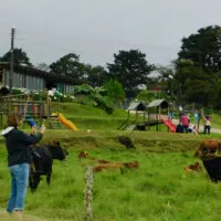 At teh Corso dairy farm in Costa Rica kids can eat ice cream, observe Jersey cows grazing or romp at a playground