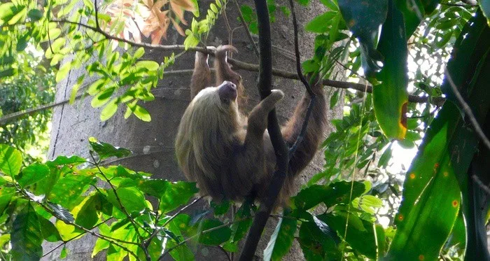 spotting a sloth at zoo ave animal rescue and preserve in costa rica