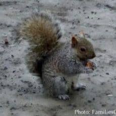 A montreal squirrel eat a granola bar in mont royale