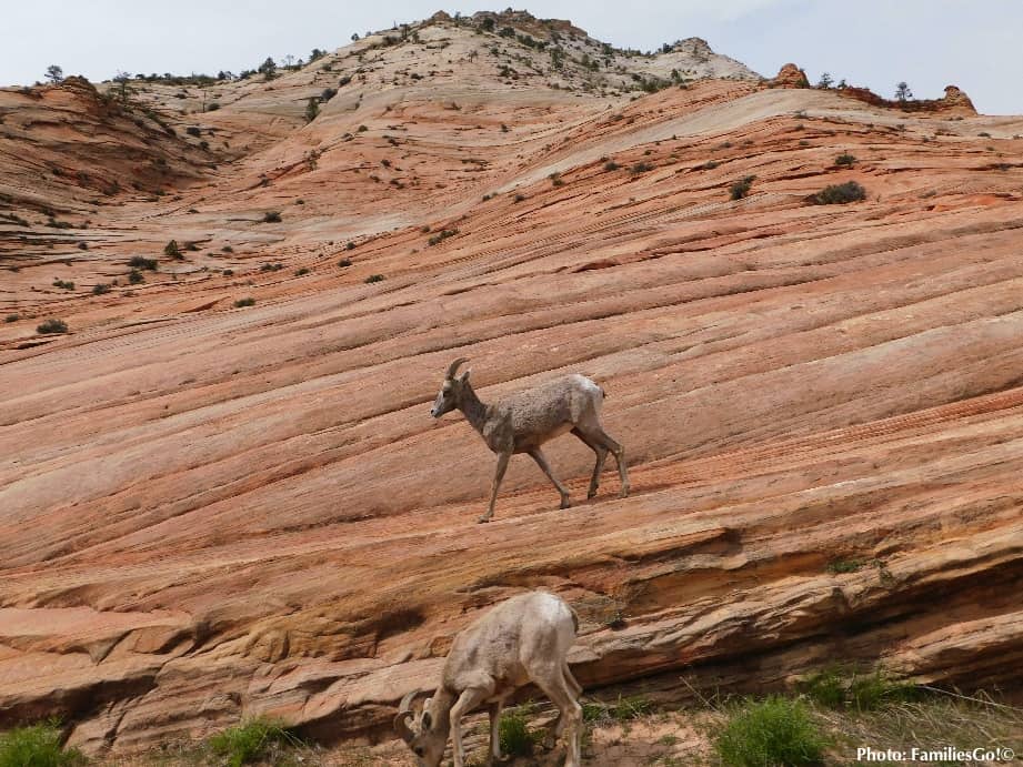 Horned mountain sheep are easy to spot in zion park
