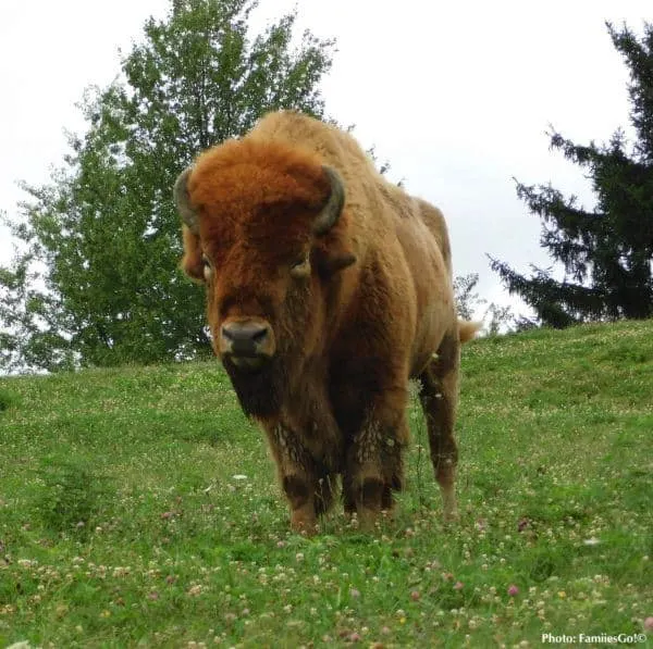 a buffalo at the nemacolin resort